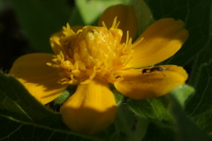 P1024316　メランポジューム
