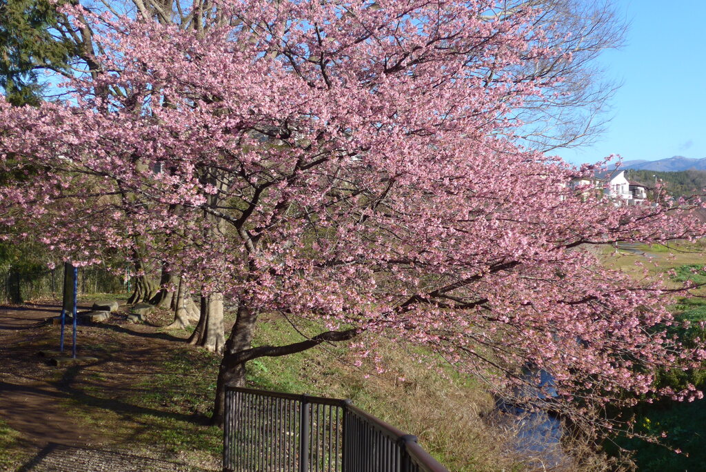 P1370566　河津桜