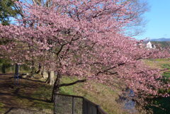 P1370566　河津桜