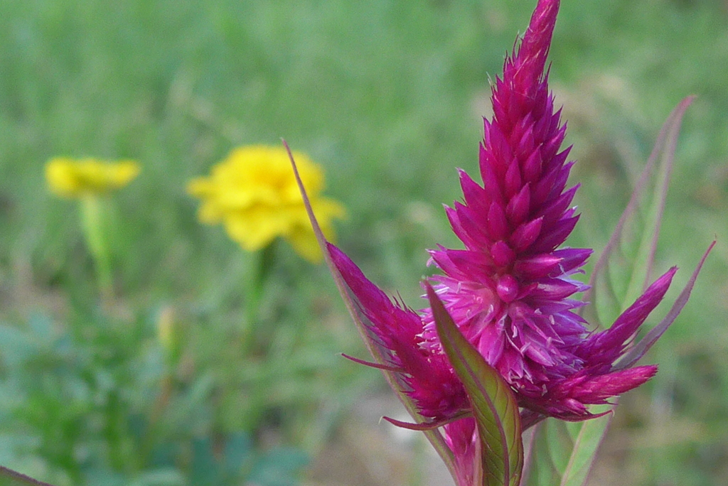 P1280351　いつもの公園で