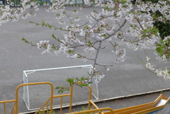 P1260597　校庭と桜