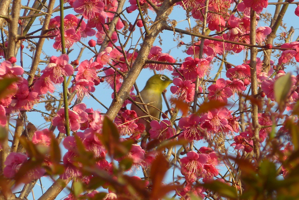 P1390433　春を告げる