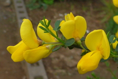 P1080737　エニシダ