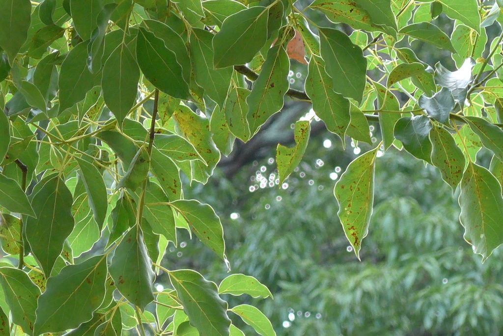 P1280624　いつもの公園で