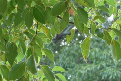 P1280624　いつもの公園で