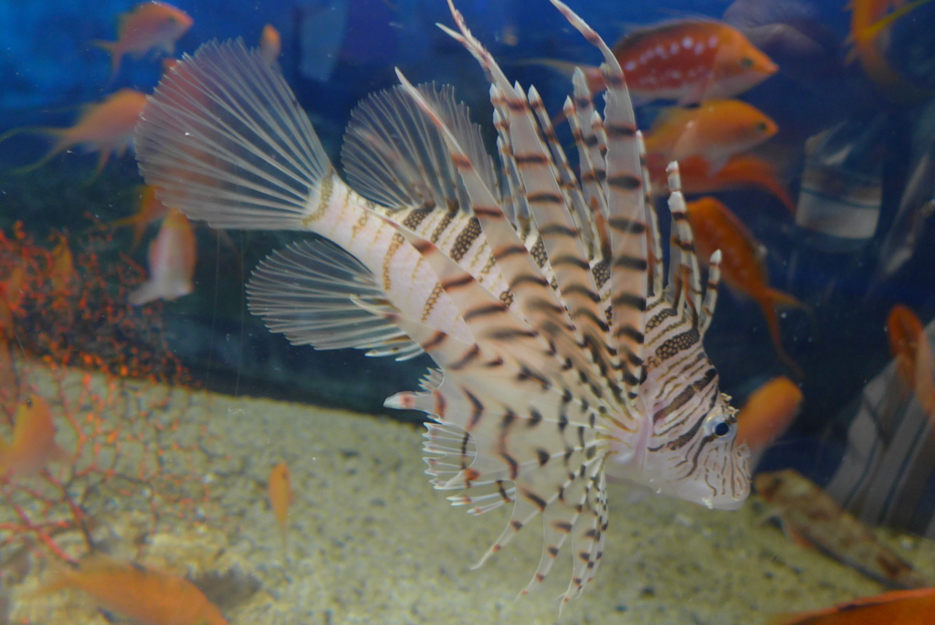 P1090672　水族館にて