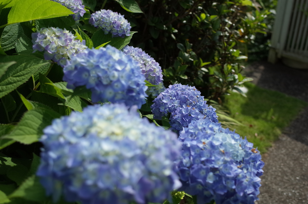 R0353085　紫陽花