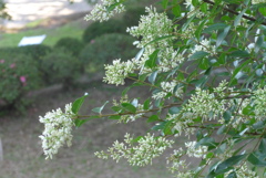 P1270458　いつもの公園で