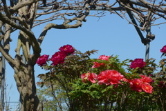 P1210975　藤の花はまだでした…