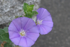 P1270893　爽やかブルー