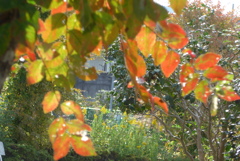 P1390211　アキニレ