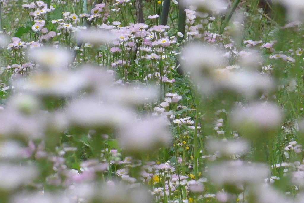 P1220379　野原いっぱい～♪