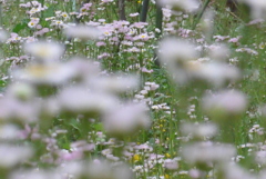 P1220379　野原いっぱい～♪