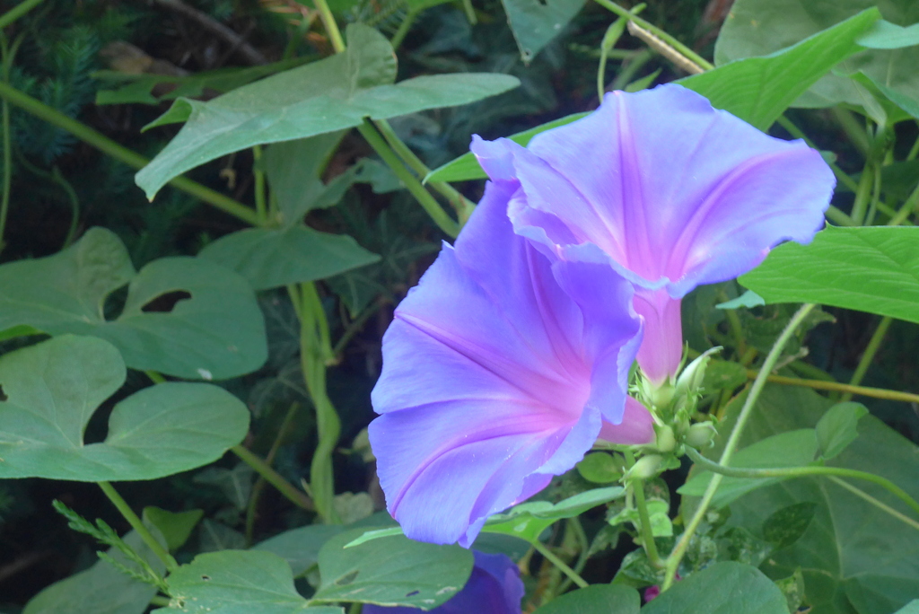 P1390112　ヘブンリーブルー