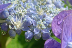 P1160270　アジサイの花と雫