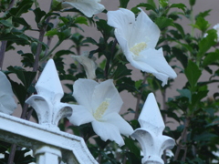P1170901　白い木槿