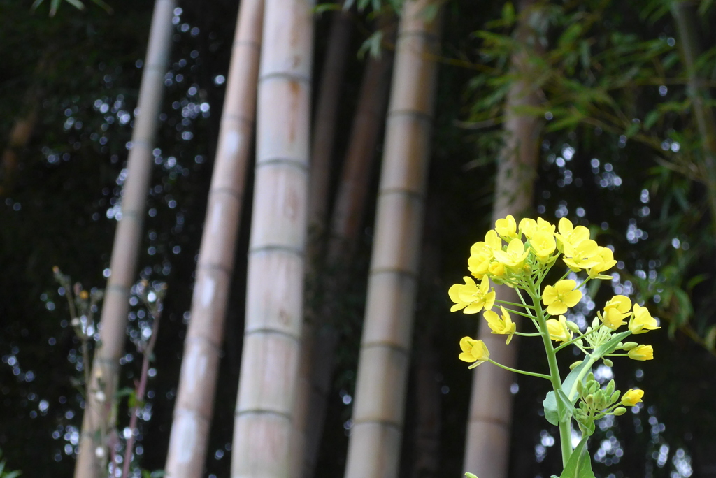 P1260135　竹と菜の花