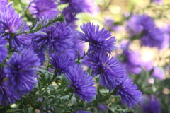 P1057077 横浜イングリッシュガーデンにて P1057077 横浜イングリッシュガーデンにて