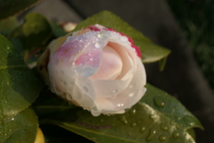 P1079832　雨上がりのツバキ