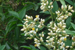 P1230544　ナンテンの花
