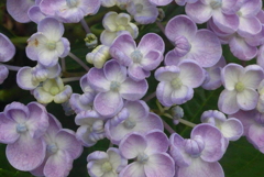 P1230042　オカメアジサイ