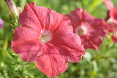 R0351092　夏に咲く