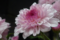 P1120388　「菊まつり」にて