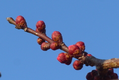 P1370517　紅梅