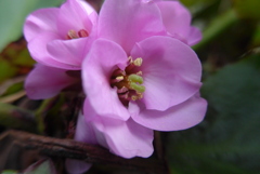 P1290498　ヒマラヤユキノシタ