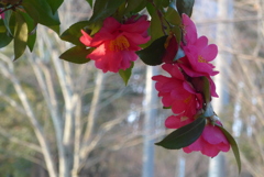 P1370317　山茶花