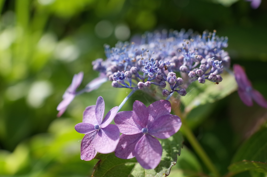 R0353556　紫陽花