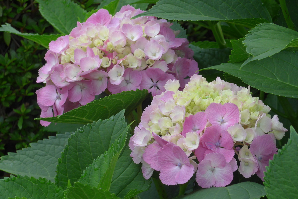 P1230601　公園のアジサイ