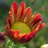 P1057228　小菊