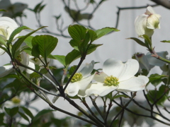 P1140786　ハナミズキ