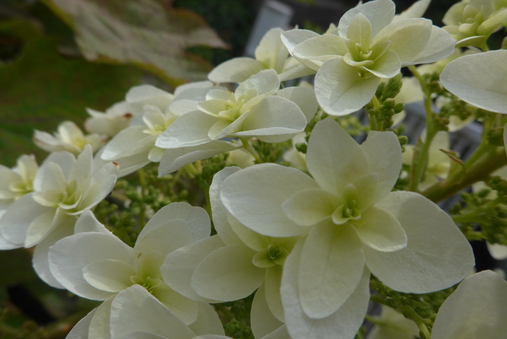 P1090616　カシワバアジサイ