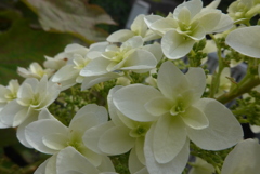 P1090616　カシワバアジサイ