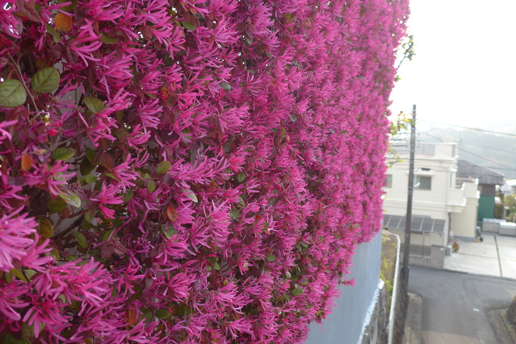 P1260604　華やかな垣根