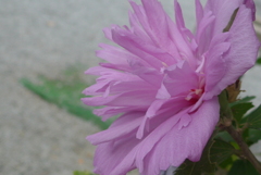 P1100997　やさしさ