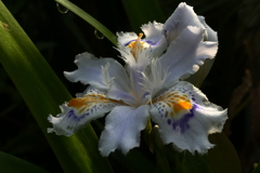 P1079943　シャガ