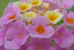 P1170671　ランタナ