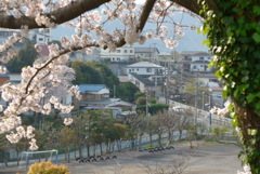 P1140564　桜咲く散歩道から
