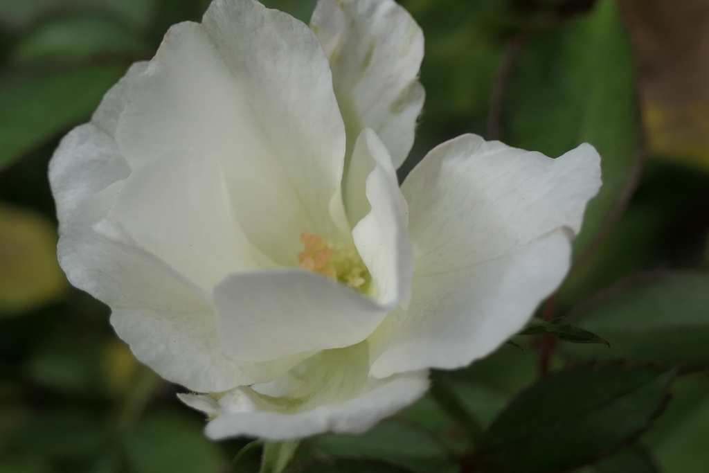 P1057037　横浜イングリッシュガーデンにて