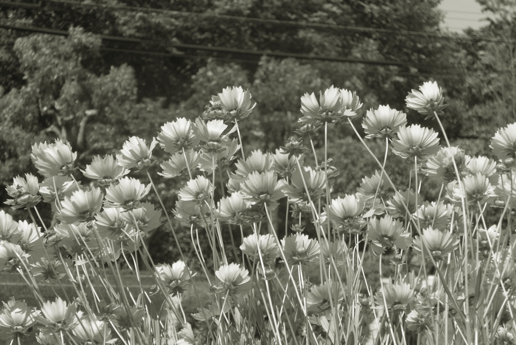 P1220795　オオキンケイギク