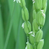P1280358　イネの花