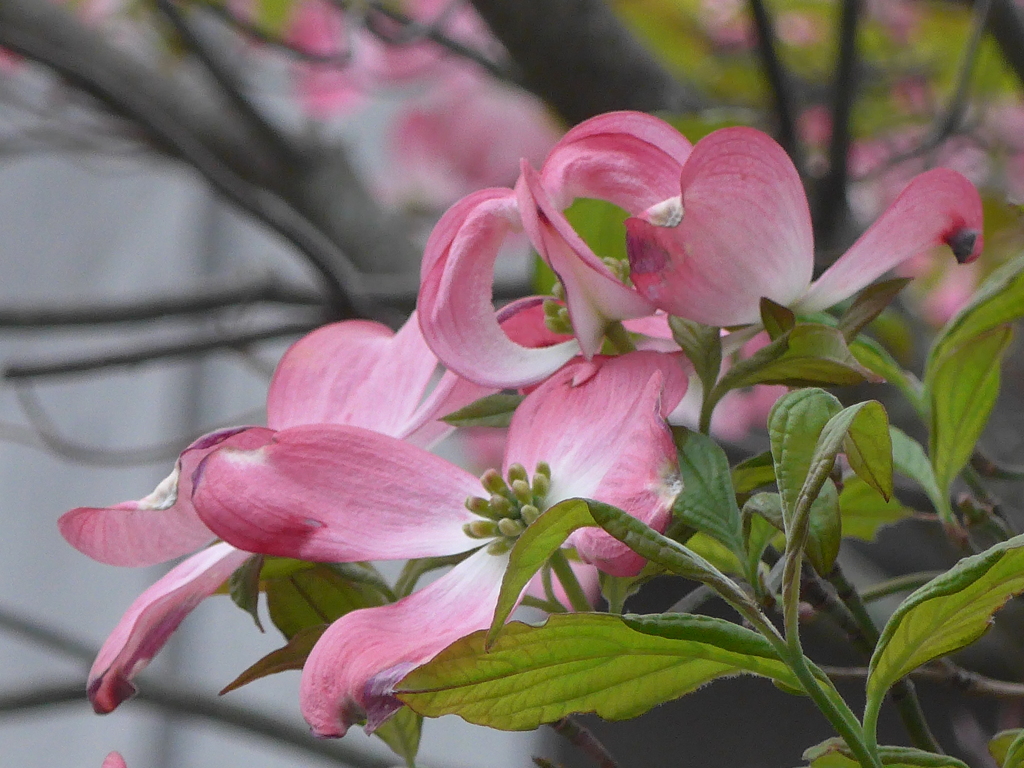 P1080470　ハナミズキ ♪