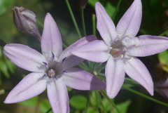 P1150956　淡い恋