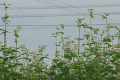 P1250017　ソバ