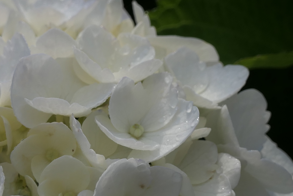 P1023793　寛容（花言葉）