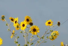 P1390122 夏の名残り P1390122 夏の名残り