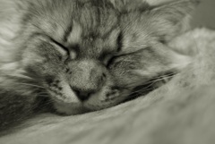 P1070729　ねむりねこ